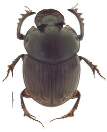 Digitonthophagus gazella