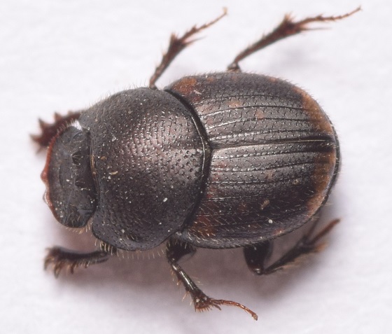 Onthophagus tuberculifrons